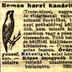 Kanárik eladók 1903 307. szám